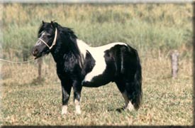 cavalos2